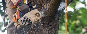 Best Fruit Tree Pruning  in Edwardsville, KS