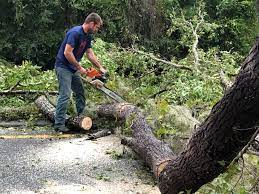 Best Leaf Removal  in Edwardsville, KS