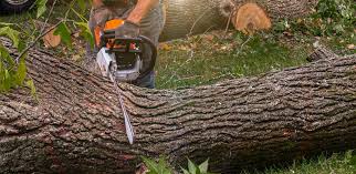 Best Lawn Pest Prevention  in Edwardsville, KS