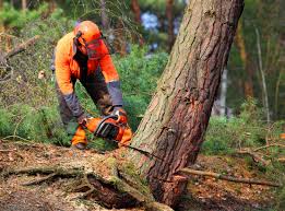 Best Tree and Shrub Care  in Edwardsville, KS