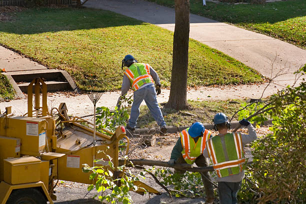 Best Lawn Dethatching  in Edwardsville, KS