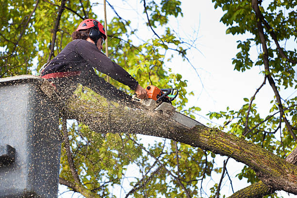Best Hedge Trimming  in Edwardsville, KS