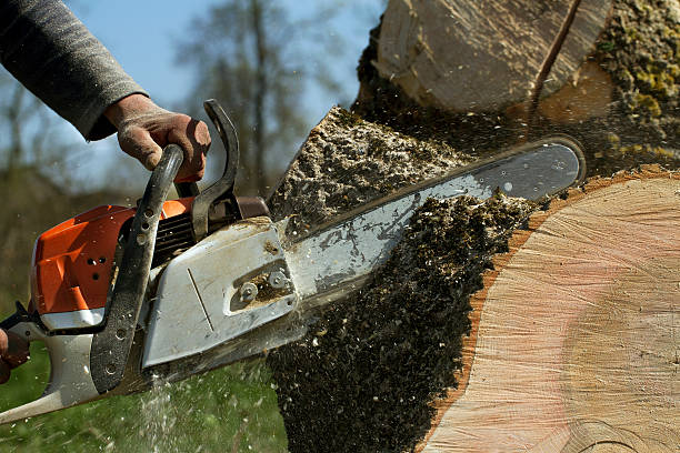 Best Stump Grinding and Removal  in Edwardsville, KS
